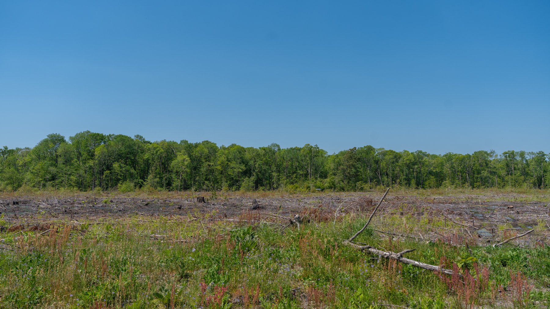 Image for 165+/- Acres - Exceptional Hunting Tract - Timber Investment Opportunity - Williamson Swamp Creek Frontage