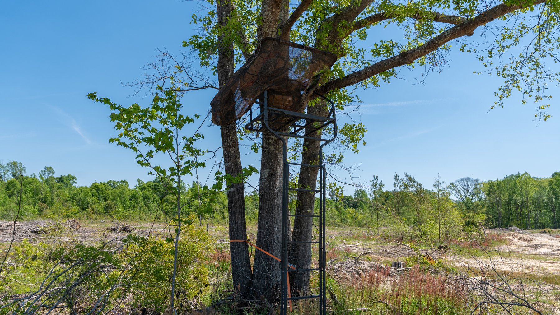 Image for 165+/- Acres - Exceptional Hunting Tract - Timber Investment Opportunity - Williamson Swamp Creek Frontage