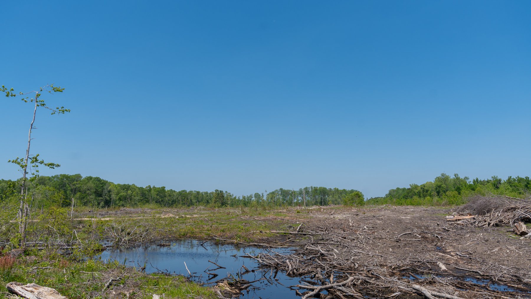 Image for 165+/- Acres - Exceptional Hunting Tract - Timber Investment Opportunity - Williamson Swamp Creek Frontage