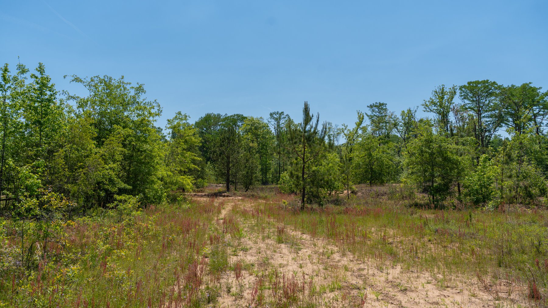 Image for 165+/- Acres - Exceptional Hunting Tract - Timber Investment Opportunity - Williamson Swamp Creek Frontage