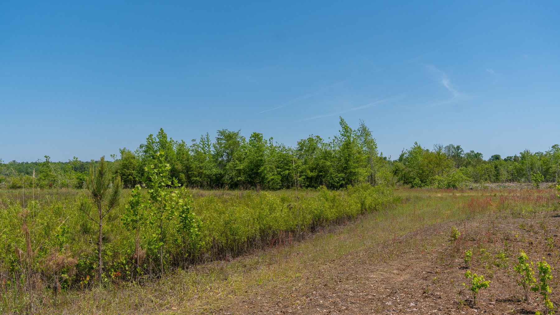 Image for 165+/- Acres - Exceptional Hunting Tract - Timber Investment Opportunity - Williamson Swamp Creek Frontage