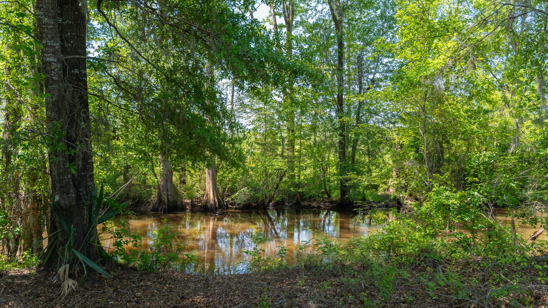 Image for 165+/- Acres - Exceptional Hunting Tract - Timber Investment Opportunity - Williamson Swamp Creek Frontage
