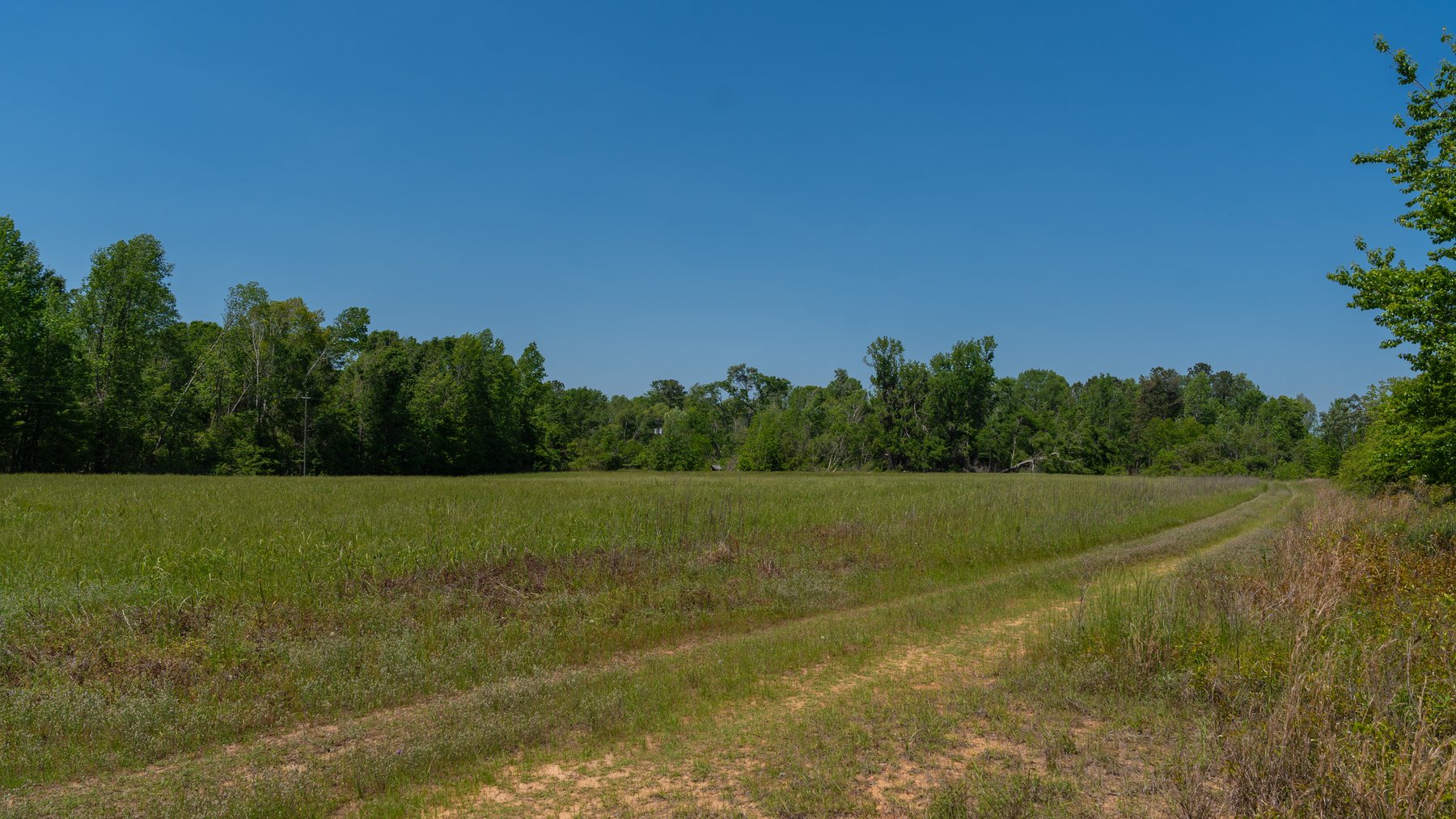 Image for 165+/- Acres - Exceptional Hunting Tract - Timber Investment Opportunity - Williamson Swamp Creek Frontage