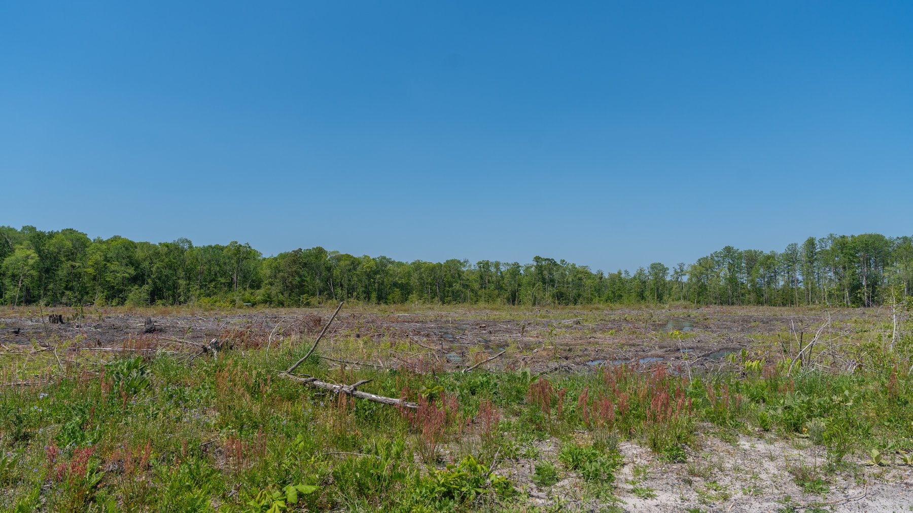 Image for 165+/- Acres - Exceptional Hunting Tract - Timber Investment Opportunity - Williamson Swamp Creek Frontage
