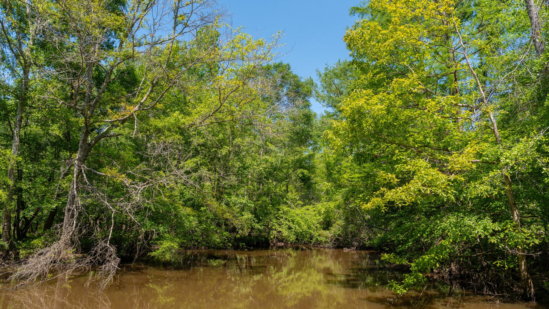 Image for 165+/- Acres - Exceptional Hunting Tract - Timber Investment Opportunity - Williamson Swamp Creek Frontage