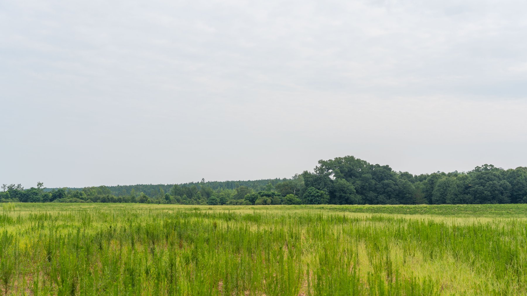 Image for The Summerford Place - 240+/- Total Acres - Irrigated Row Crop Farm - Beautiful Pond w/ Premium Hunting