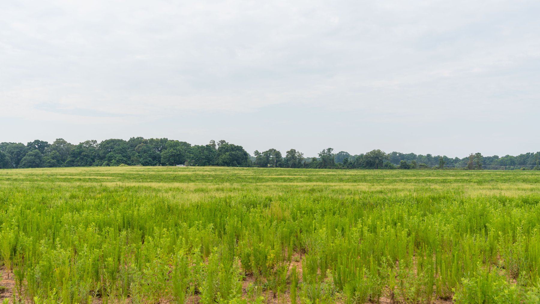 Image for The Summerford Place - 240+/- Total Acres - Irrigated Row Crop Farm - Beautiful Pond w/ Premium Hunting