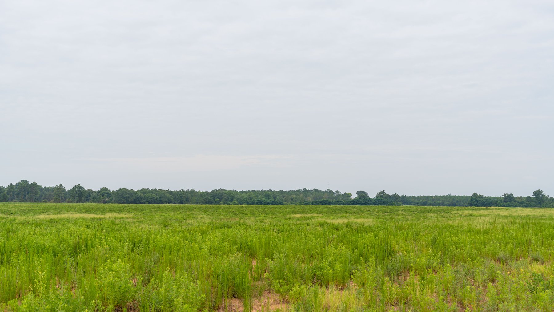 Image for The Summerford Place - 240+/- Total Acres - Irrigated Row Crop Farm - Beautiful Pond w/ Premium Hunting