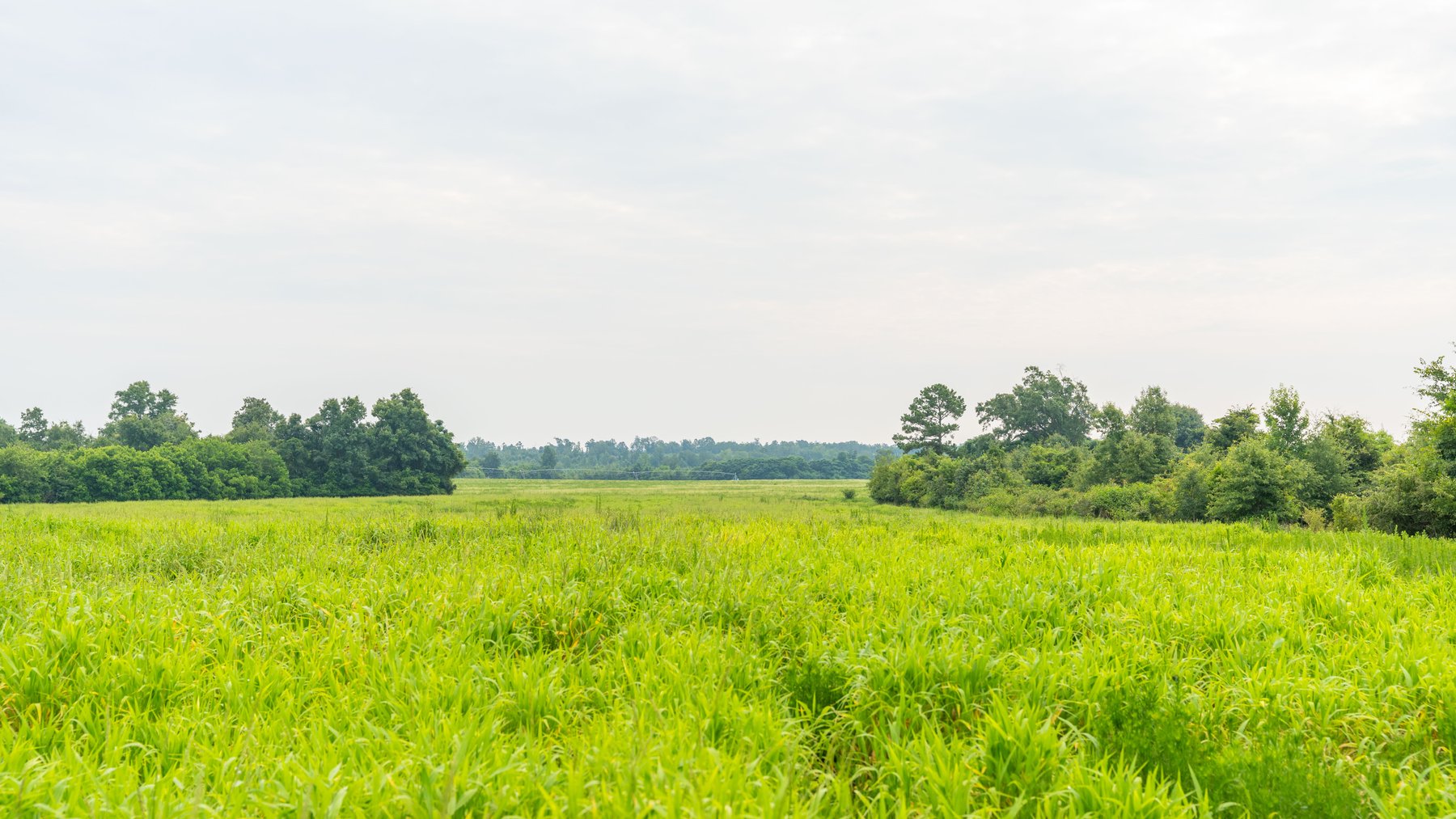 Image for The Summerford Place - 240+/- Total Acres - Irrigated Row Crop Farm - Beautiful Pond w/ Premium Hunting