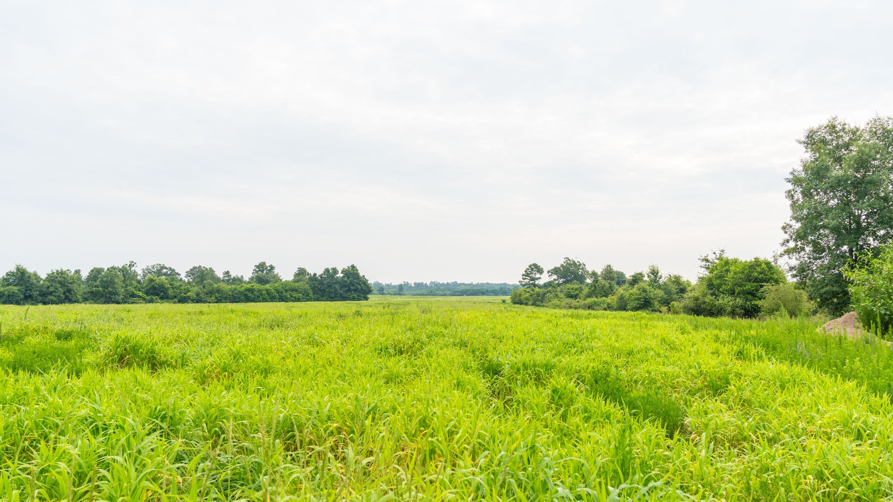 Image for The Summerford Place - 240+/- Total Acres - Irrigated Row Crop Farm - Beautiful Pond w/ Premium Hunting