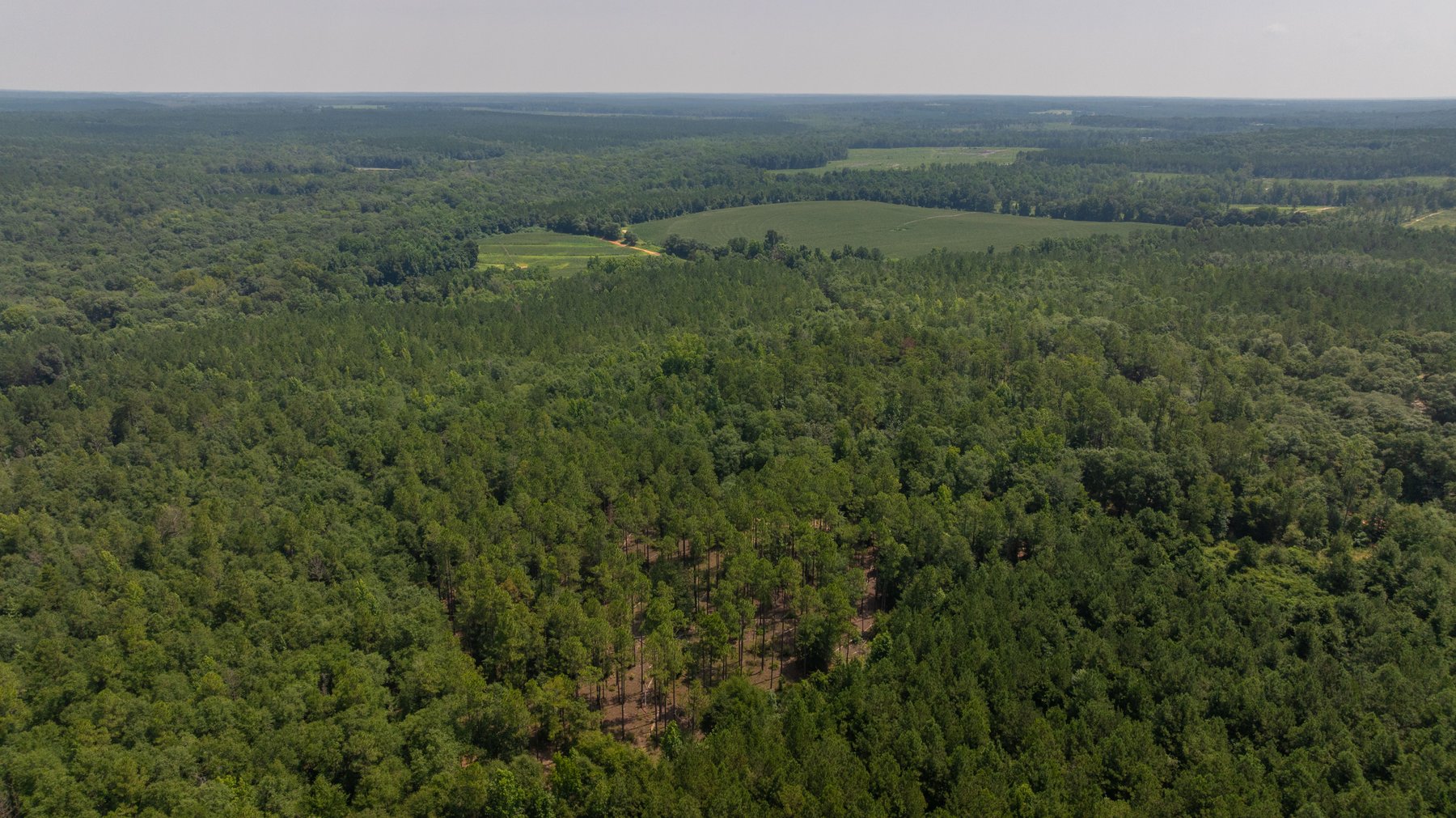 Image for The Minick Place - 204+/- Total Acres - Premium Recreational Tract - Row Crop Farmland - Choctahatchee Creek Frontage