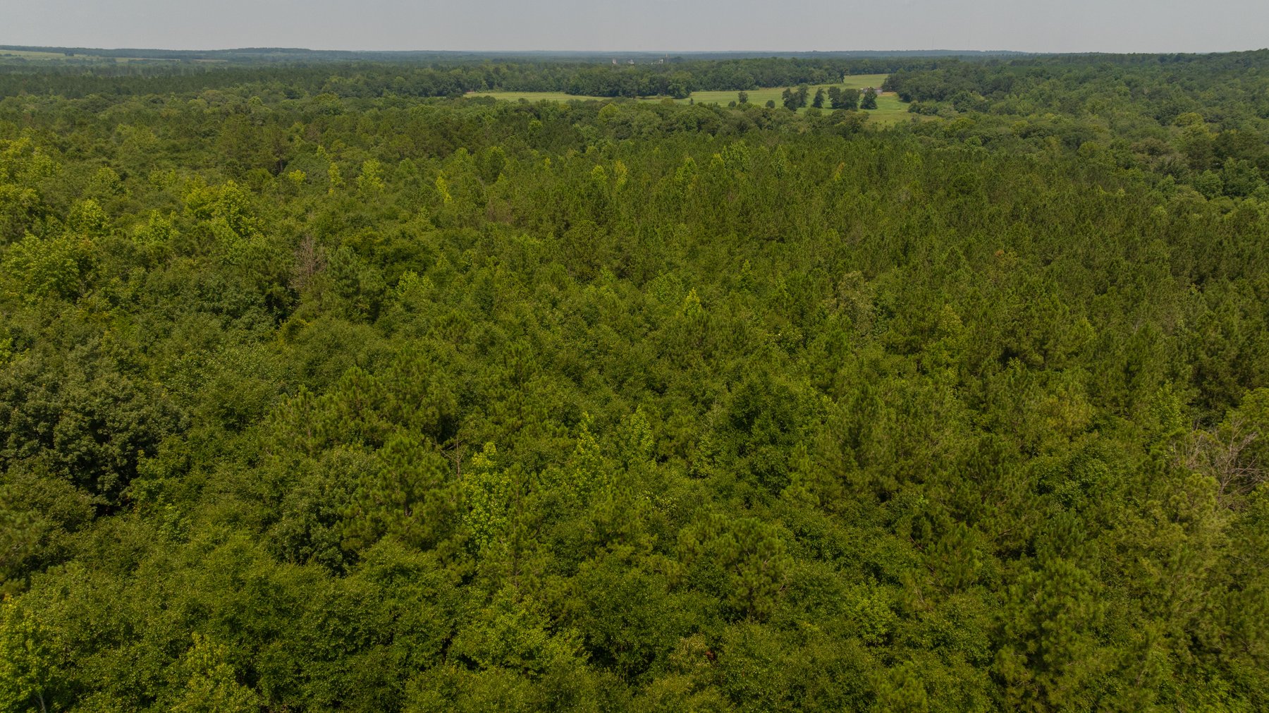 Image for The Minick Place - 204+/- Total Acres - Premium Recreational Tract - Row Crop Farmland - Choctahatchee Creek Frontage