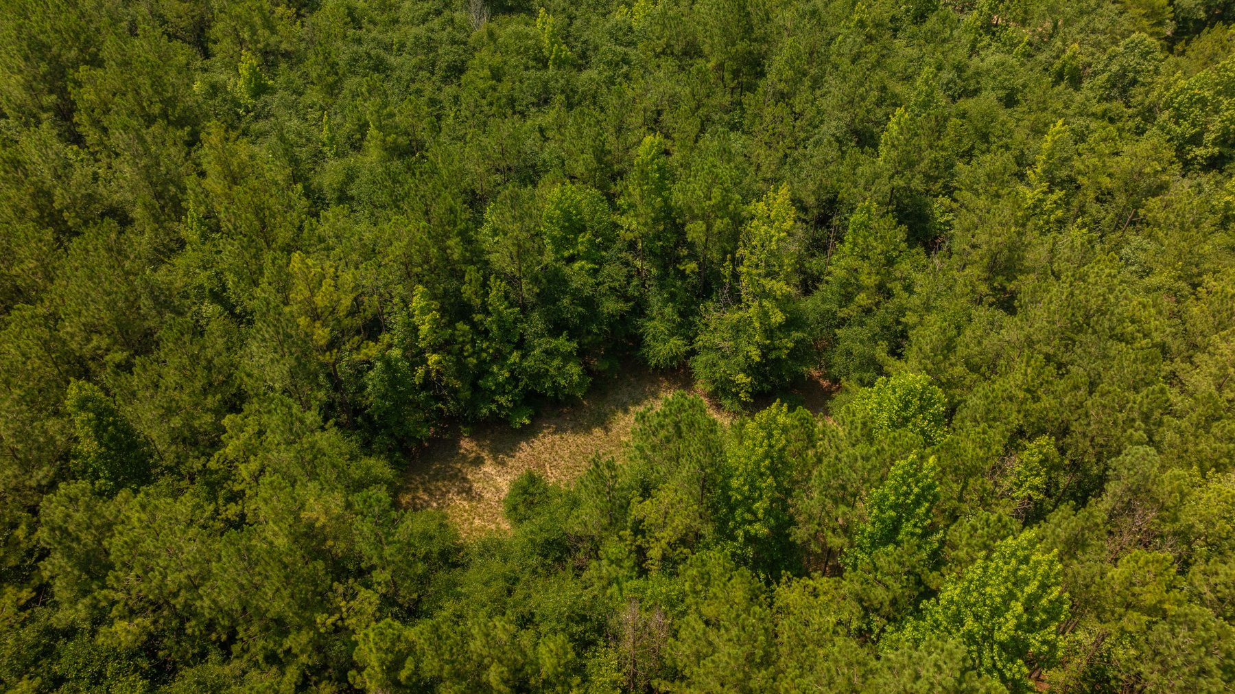 Image for The Minick Place - 204+/- Total Acres - Premium Recreational Tract - Row Crop Farmland - Choctahatchee Creek Frontage