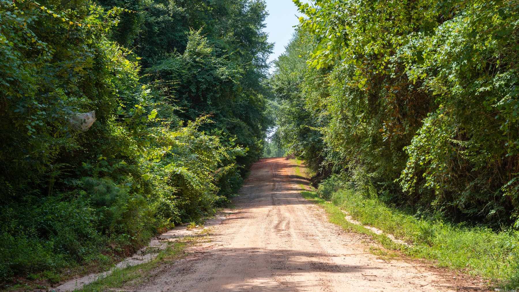 Image for The Minick Place - 204+/- Total Acres - Premium Recreational Tract - Row Crop Farmland - Choctahatchee Creek Frontage