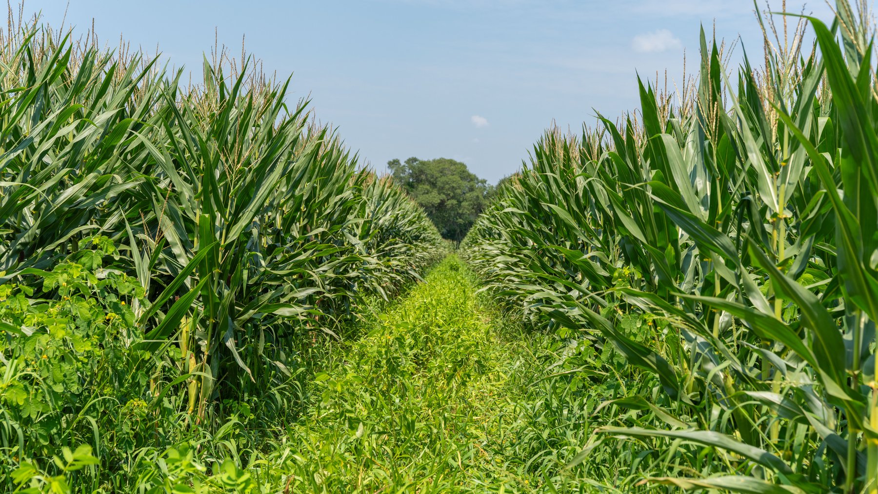 Image for The Minick Place - 204+/- Total Acres - Premium Recreational Tract - Row Crop Farmland - Choctahatchee Creek Frontage