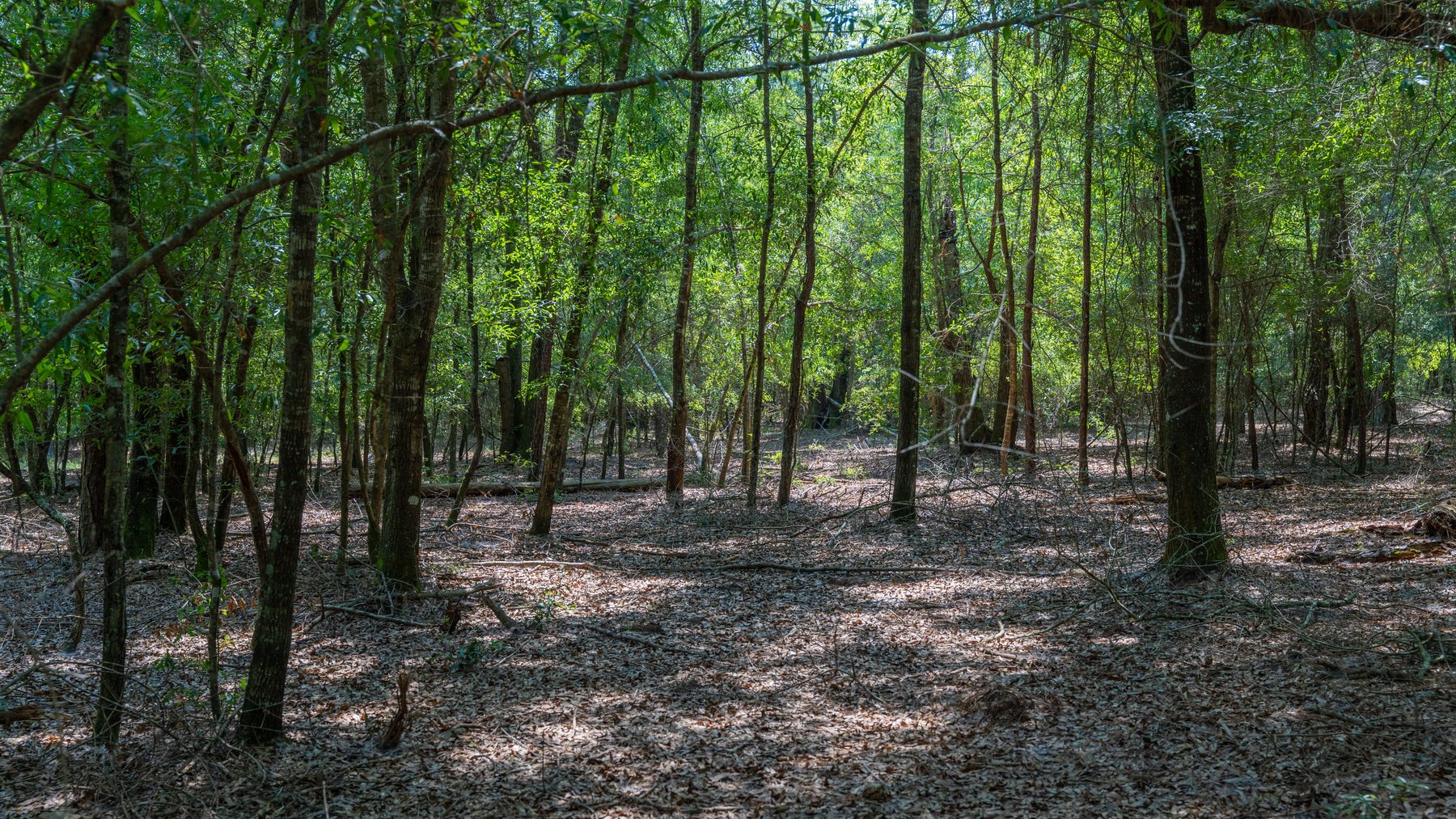 Image for The Minick Place - 204+/- Total Acres - Premium Recreational Tract - Row Crop Farmland - Choctahatchee Creek Frontage