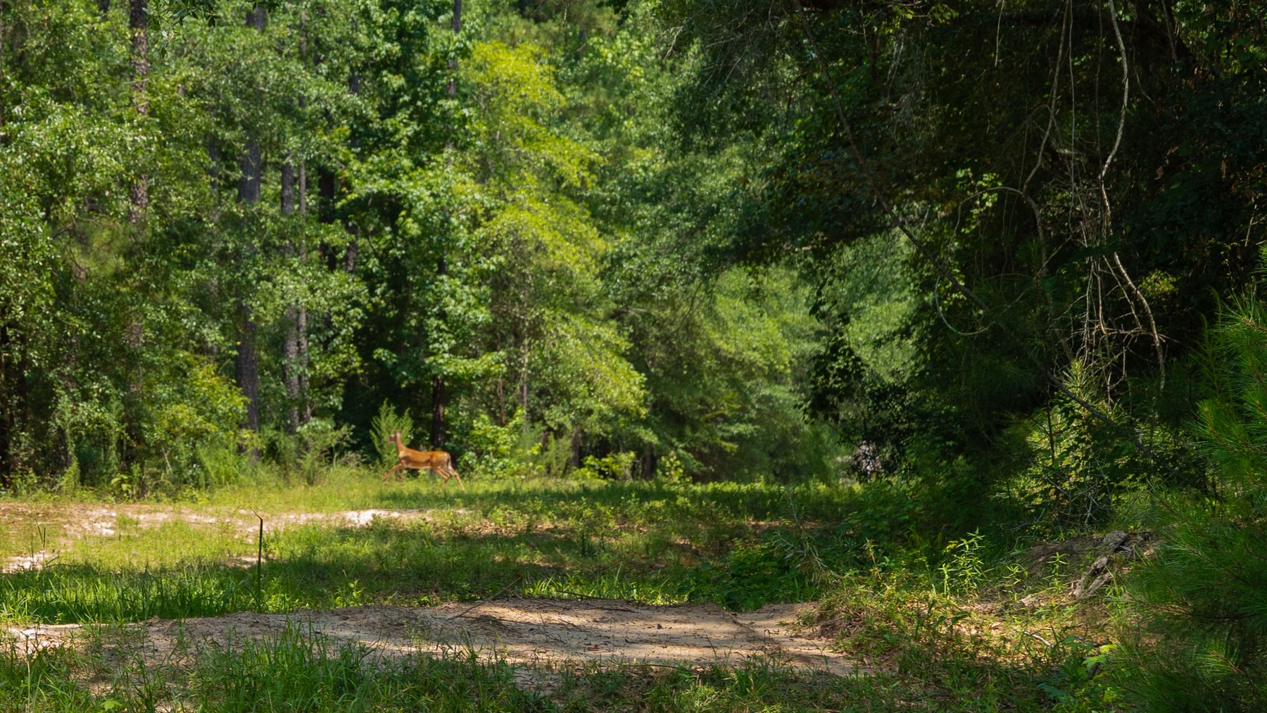 Image for The Minick Place - 204+/- Total Acres - Premium Recreational Tract - Row Crop Farmland - Choctahatchee Creek Frontage