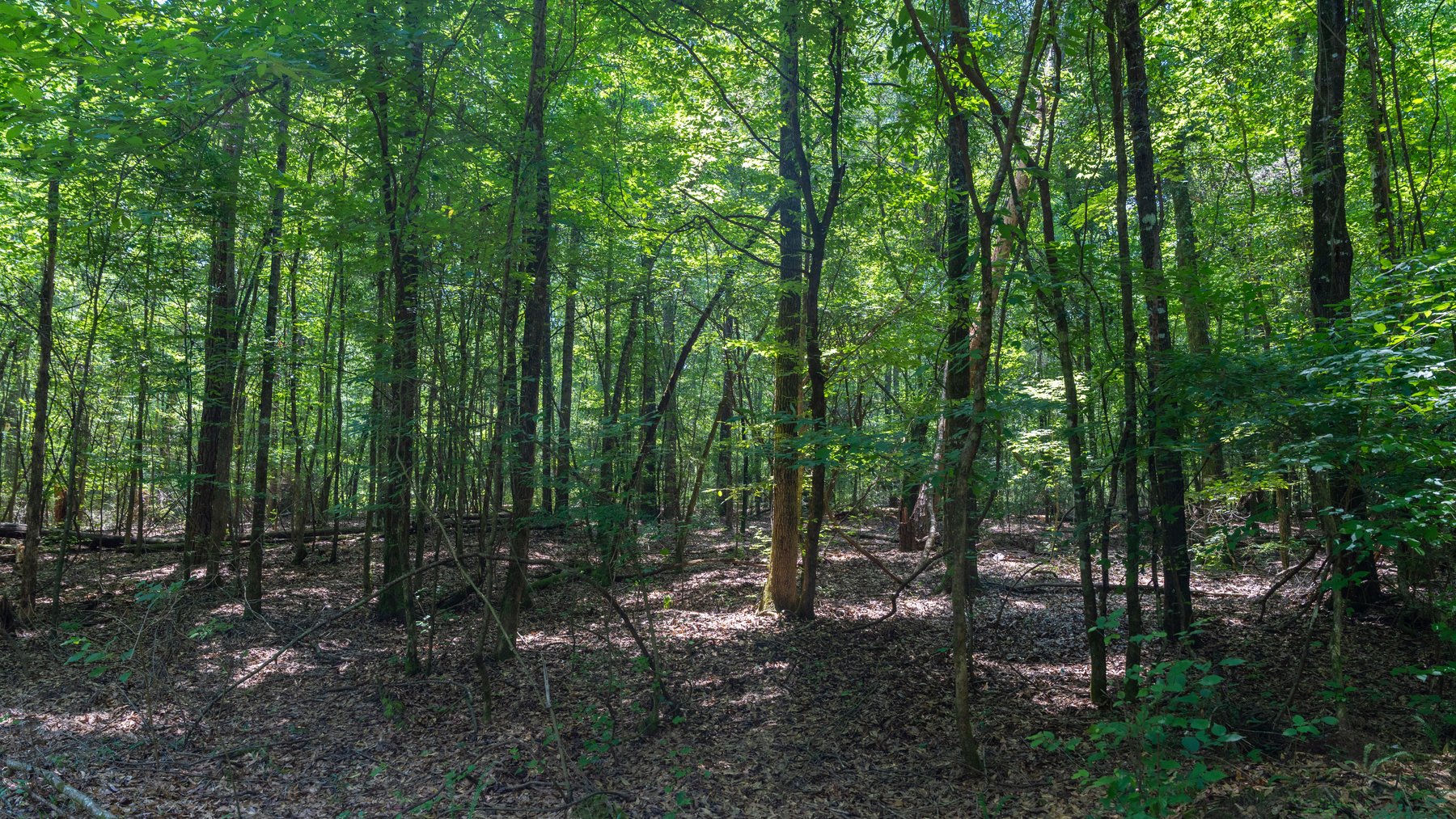 Image for The Minick Place - 204+/- Total Acres - Premium Recreational Tract - Row Crop Farmland - Choctahatchee Creek Frontage