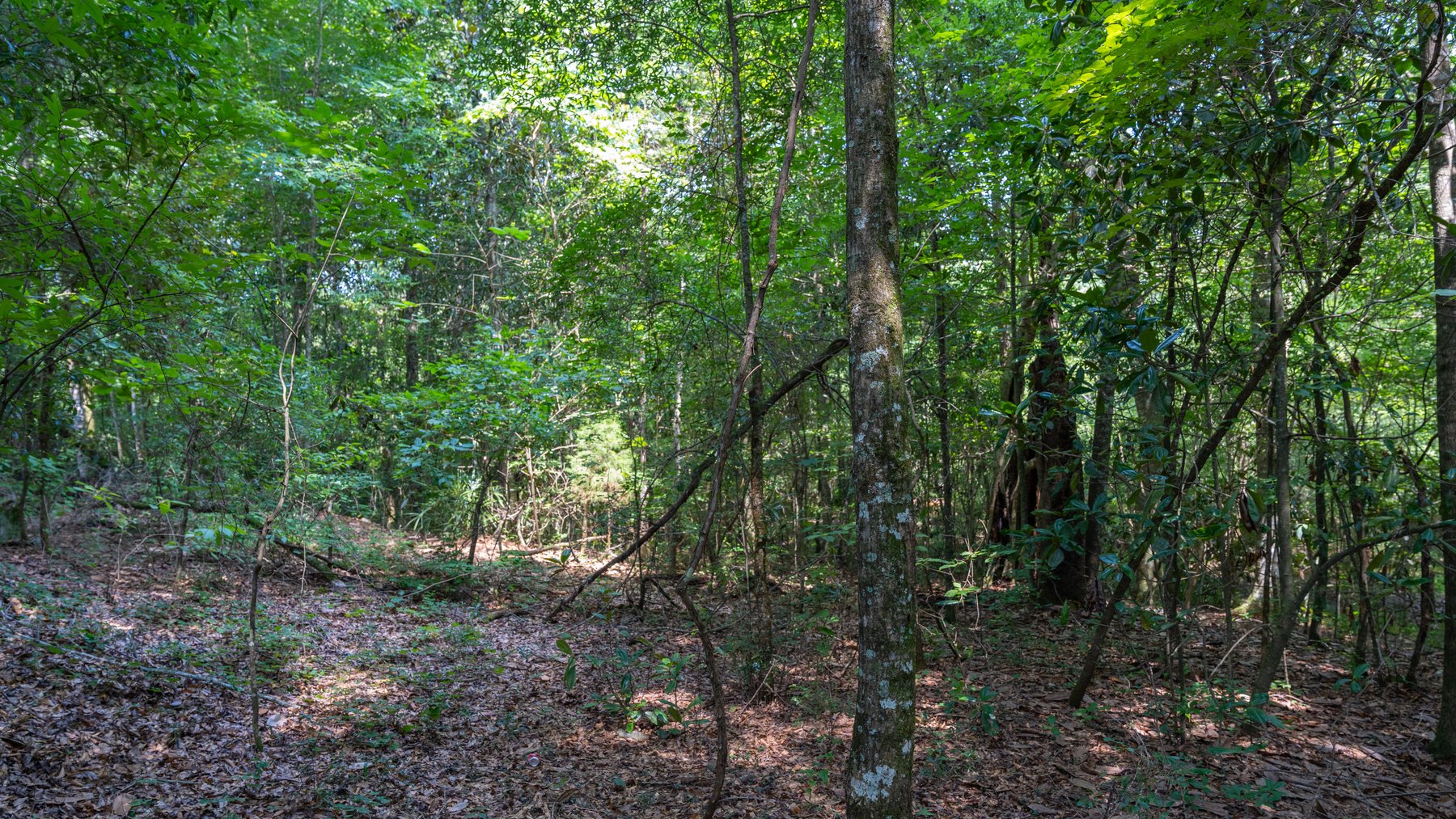 Image for The Minick Place - 204+/- Total Acres - Premium Recreational Tract - Row Crop Farmland - Choctahatchee Creek Frontage