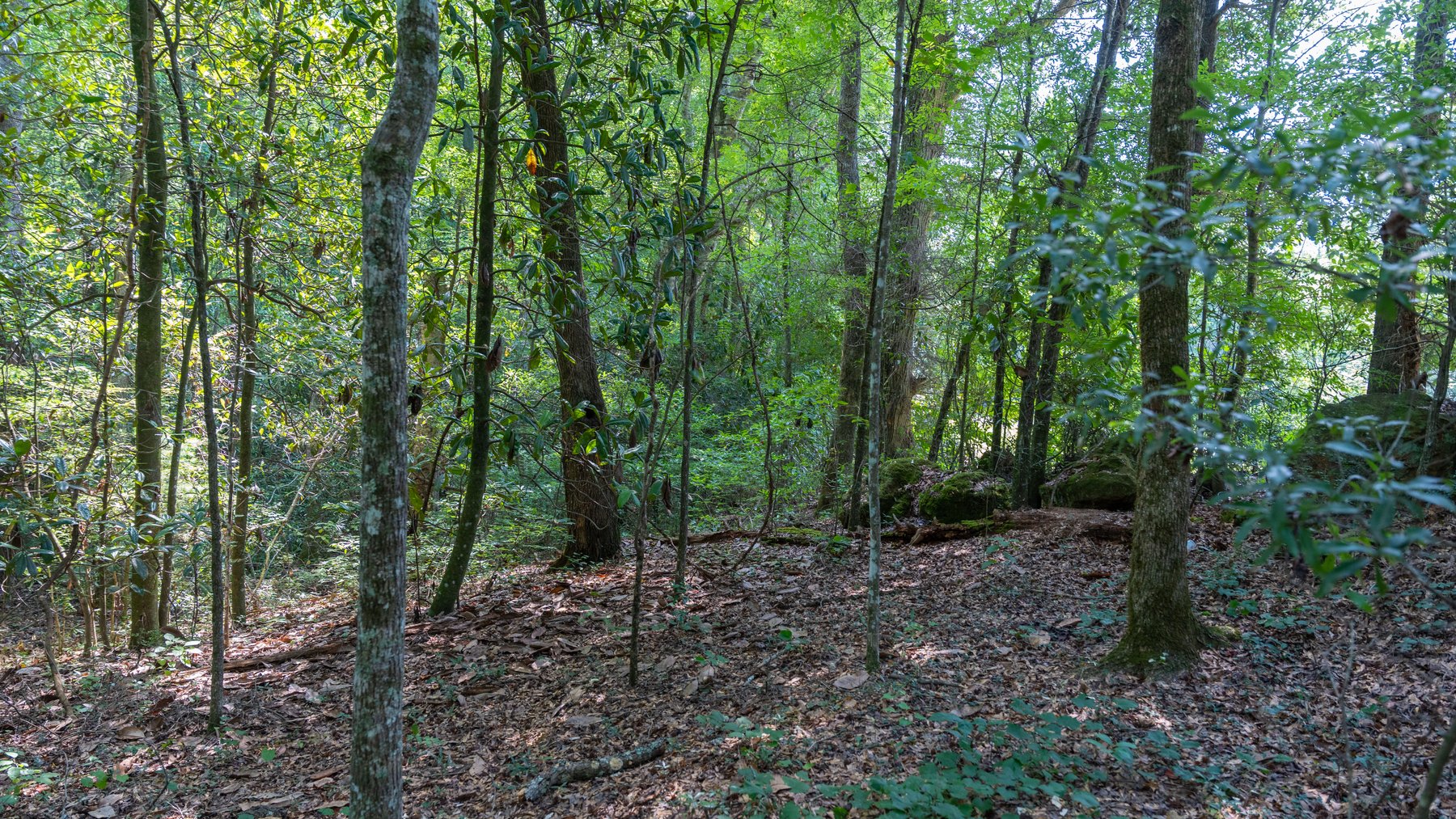 Image for The Minick Place - 204+/- Total Acres - Premium Recreational Tract - Row Crop Farmland - Choctahatchee Creek Frontage