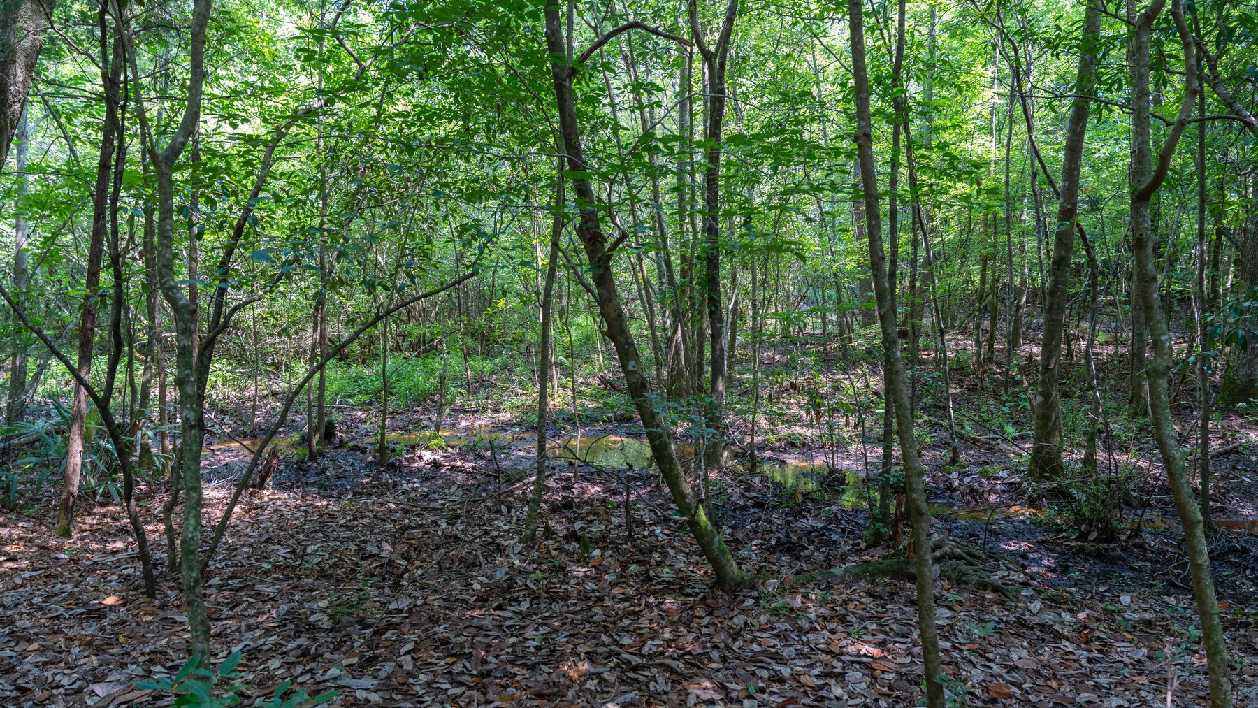 Image for The Minick Place - 204+/- Total Acres - Premium Recreational Tract - Row Crop Farmland - Choctahatchee Creek Frontage