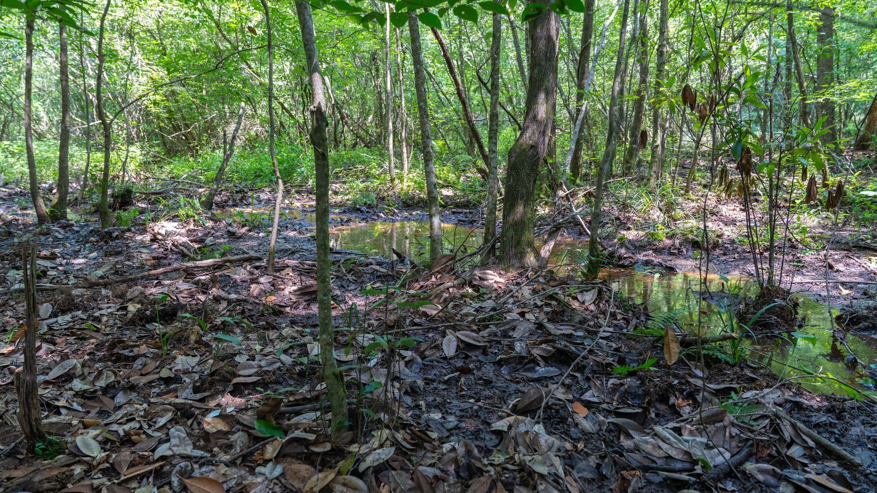 Image for The Minick Place - 204+/- Total Acres - Premium Recreational Tract - Row Crop Farmland - Choctahatchee Creek Frontage