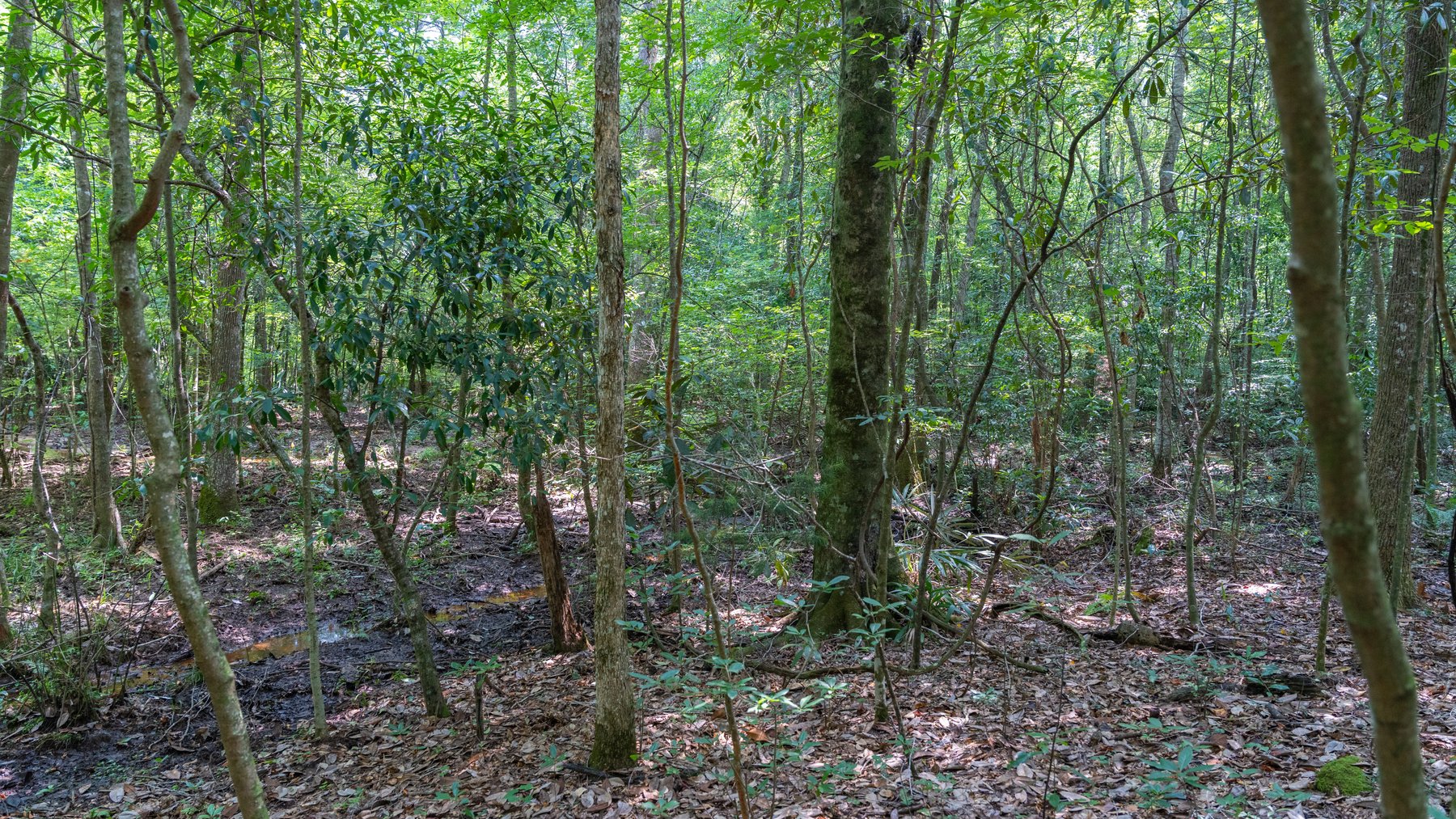 Image for The Minick Place - 204+/- Total Acres - Premium Recreational Tract - Row Crop Farmland - Choctahatchee Creek Frontage