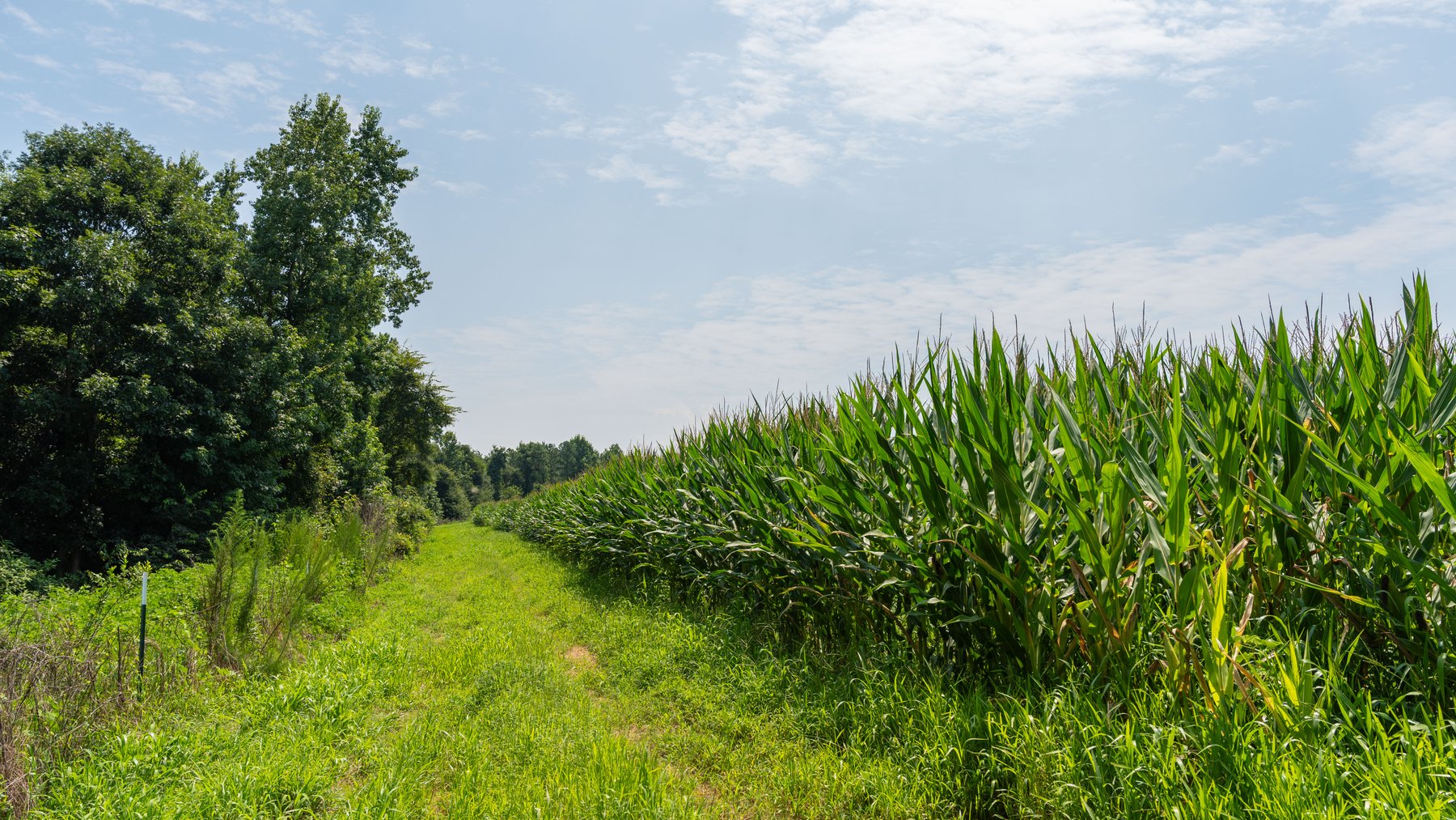 Image for The Minick Place - 204+/- Total Acres - Premium Recreational Tract - Row Crop Farmland - Choctahatchee Creek Frontage