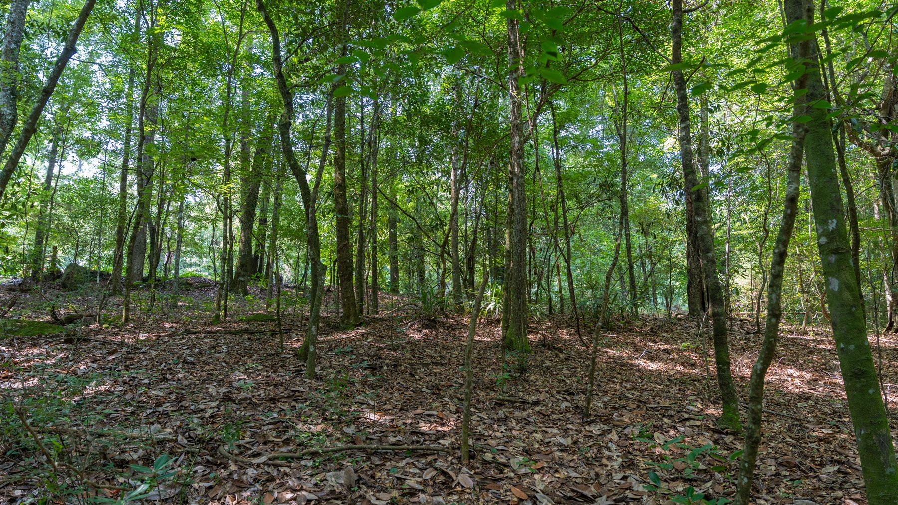 Image for The Minick Place - 204+/- Total Acres - Premium Recreational Tract - Row Crop Farmland - Choctahatchee Creek Frontage