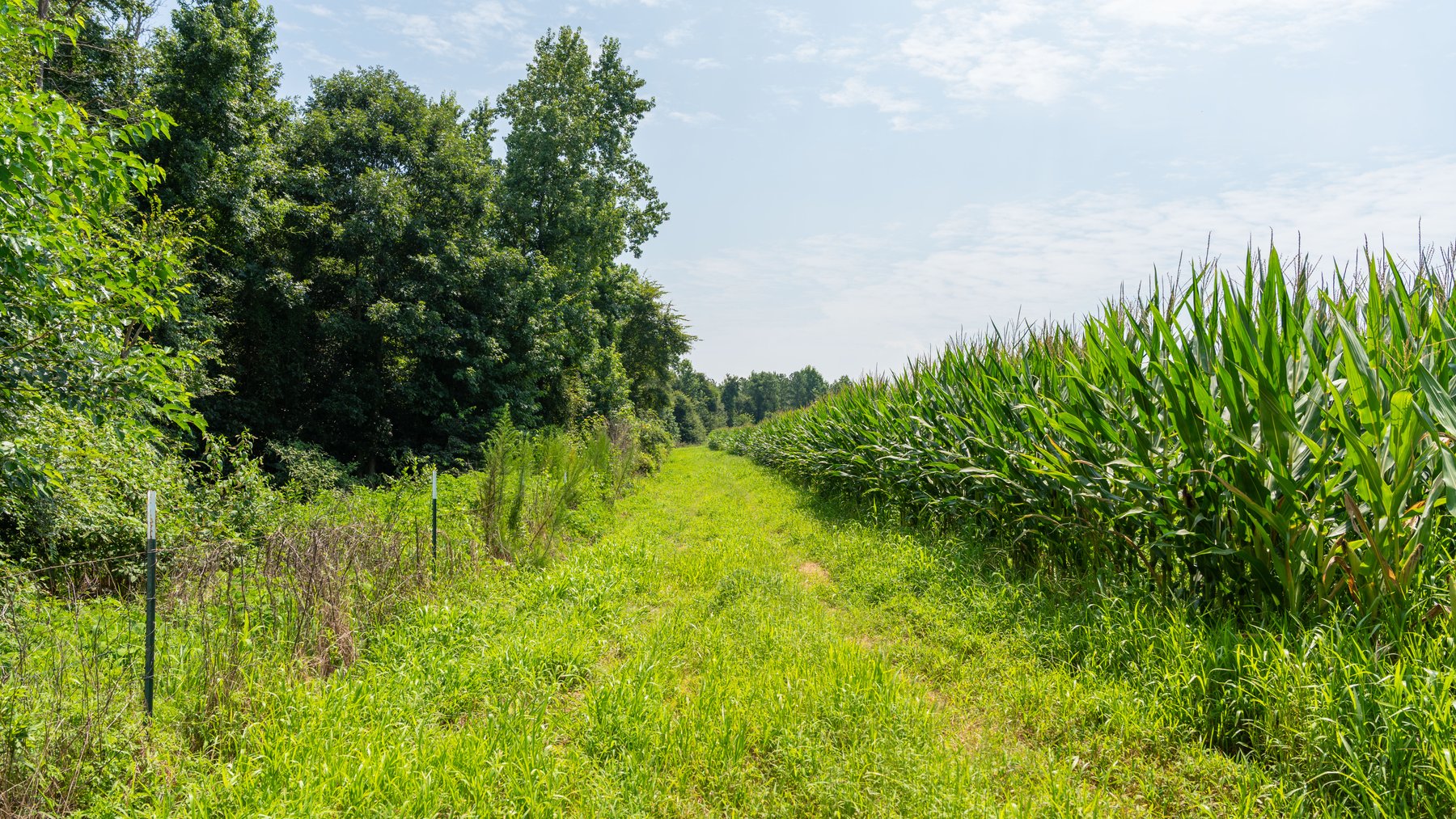 Image for The Minick Place - 204+/- Total Acres - Premium Recreational Tract - Row Crop Farmland - Choctahatchee Creek Frontage