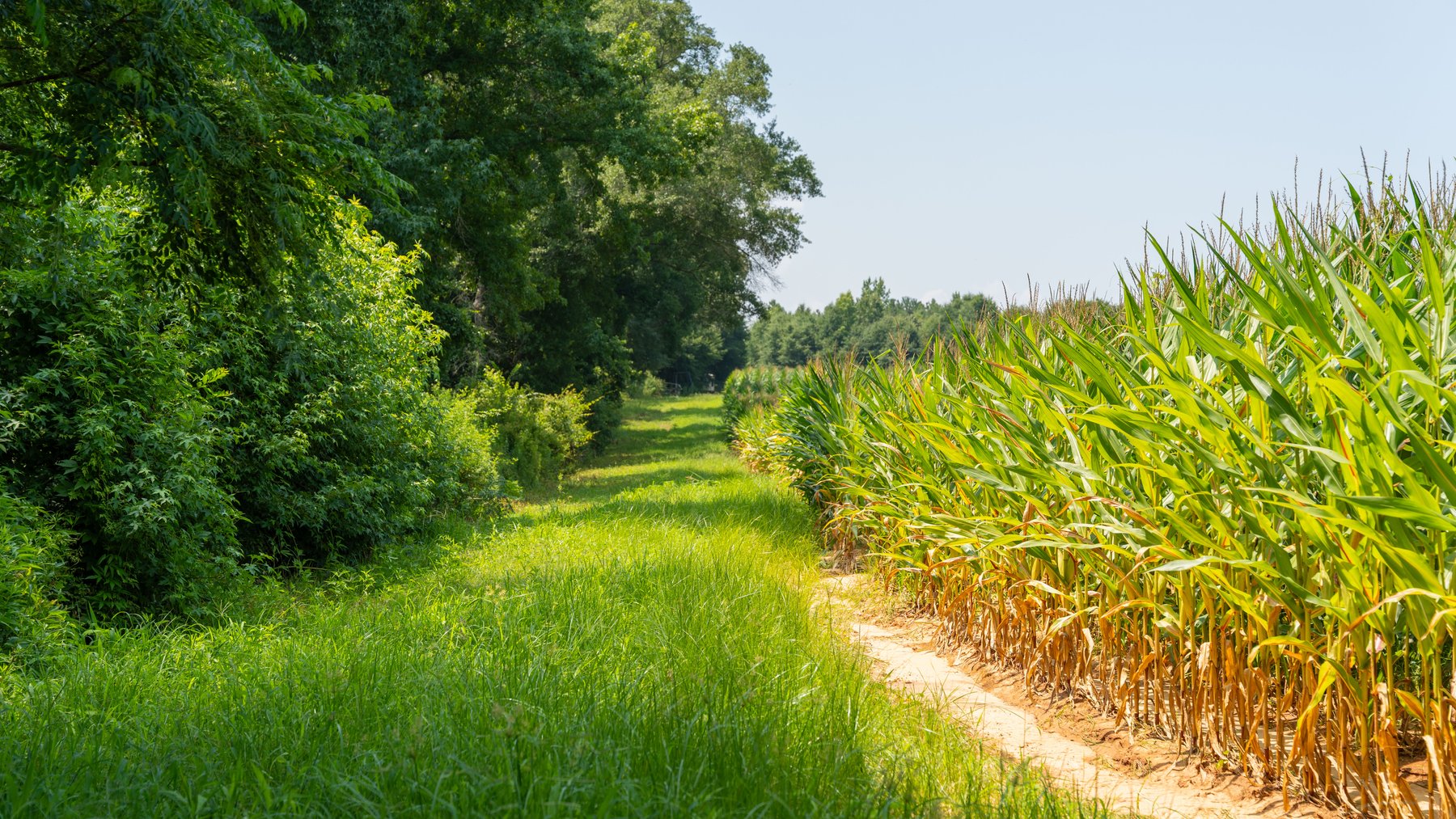 Image for The Minick Place - 204+/- Total Acres - Premium Recreational Tract - Row Crop Farmland - Choctahatchee Creek Frontage