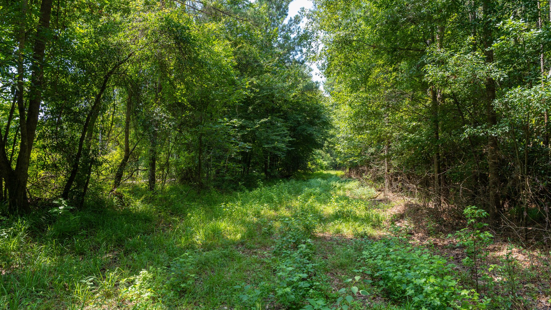 Image for The Minick Place - 204+/- Total Acres - Premium Recreational Tract - Row Crop Farmland - Choctahatchee Creek Frontage