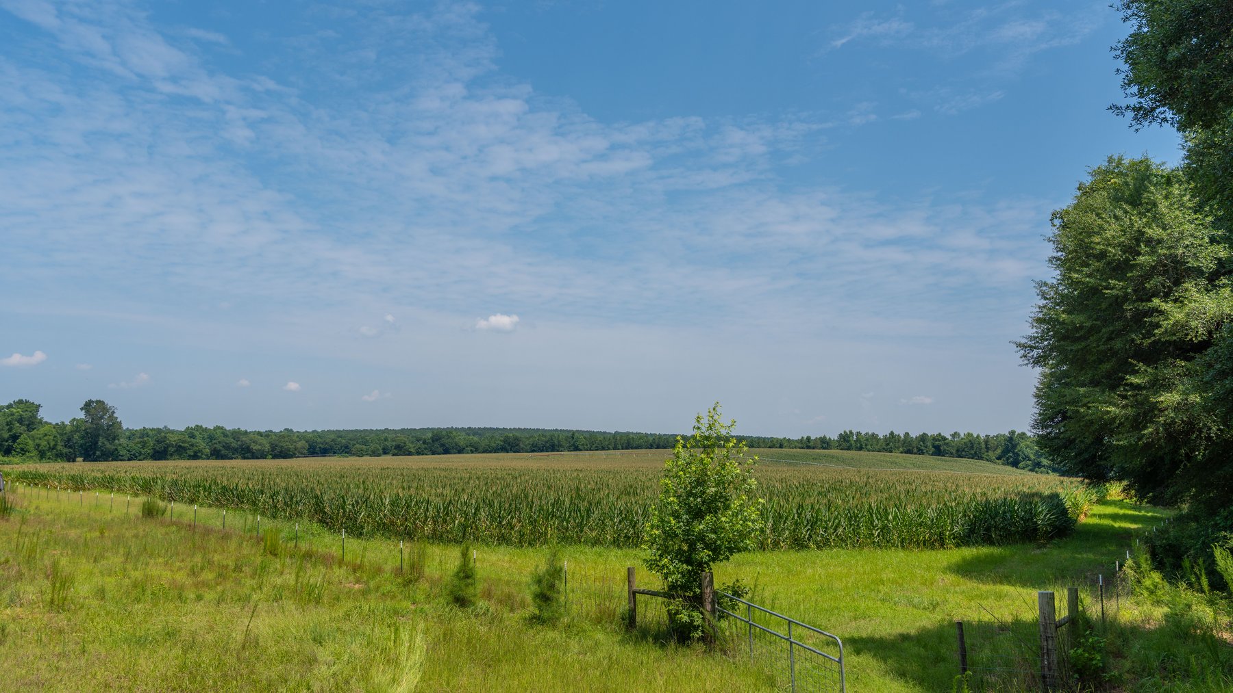 Image for The Minick Place - 204+/- Total Acres - Premium Recreational Tract - Row Crop Farmland - Choctahatchee Creek Frontage