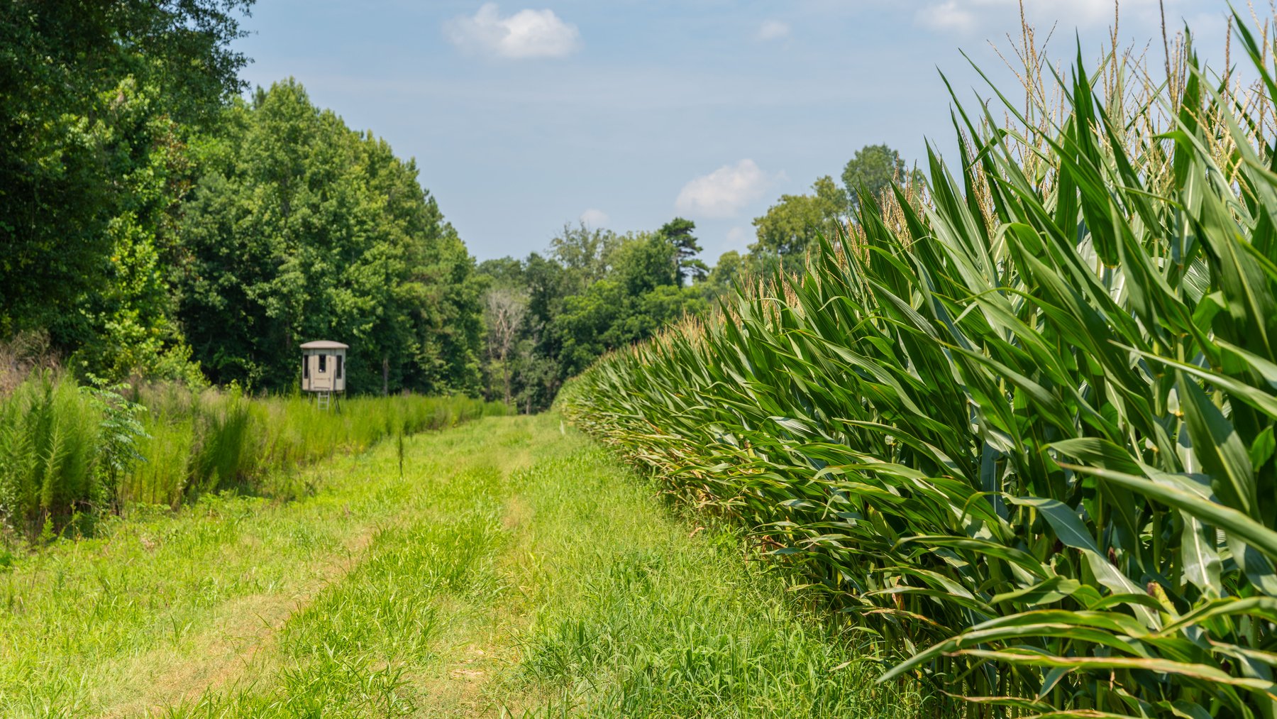 Image for The Minick Place - 204+/- Total Acres - Premium Recreational Tract - Row Crop Farmland - Choctahatchee Creek Frontage