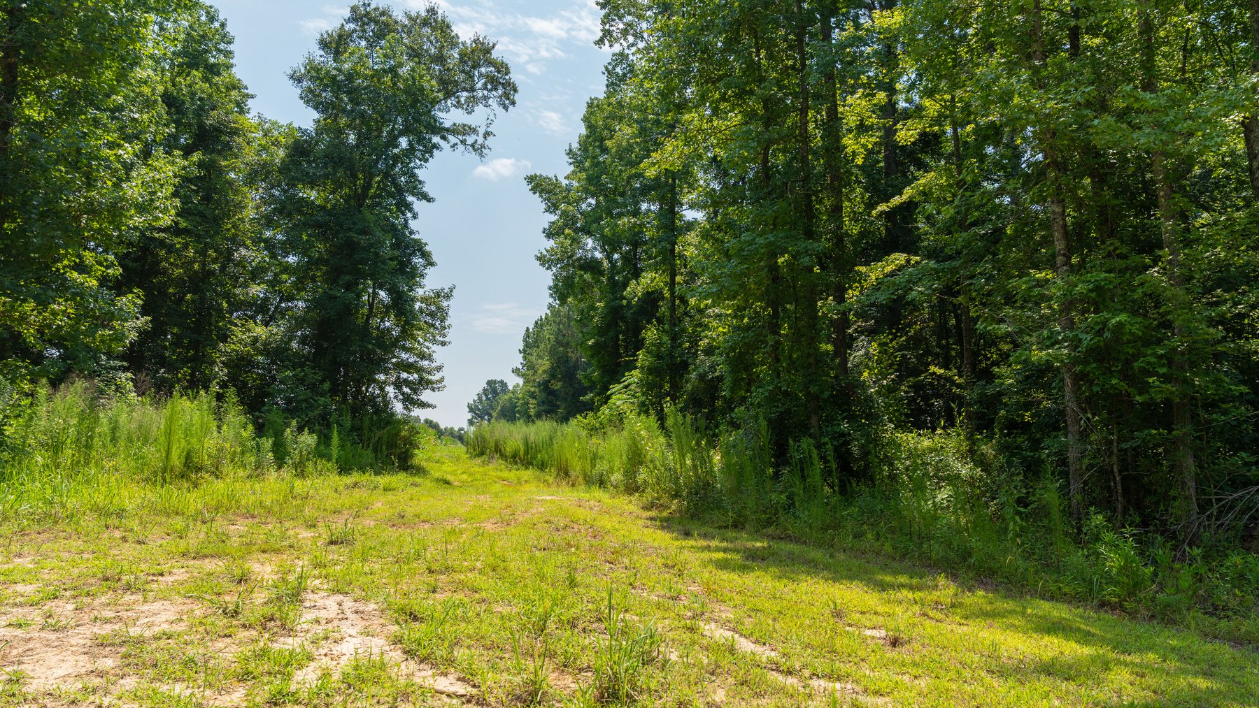 Image for The Minick Place - 204+/- Total Acres - Premium Recreational Tract - Row Crop Farmland - Choctahatchee Creek Frontage