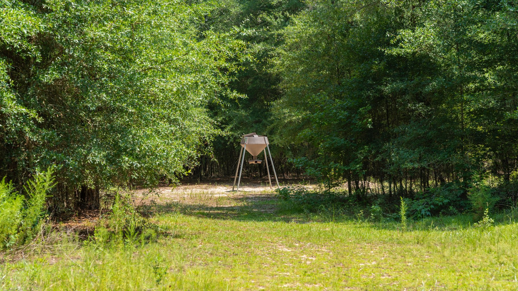 Image for The Minick Place - 204+/- Total Acres - Premium Recreational Tract - Row Crop Farmland - Choctahatchee Creek Frontage