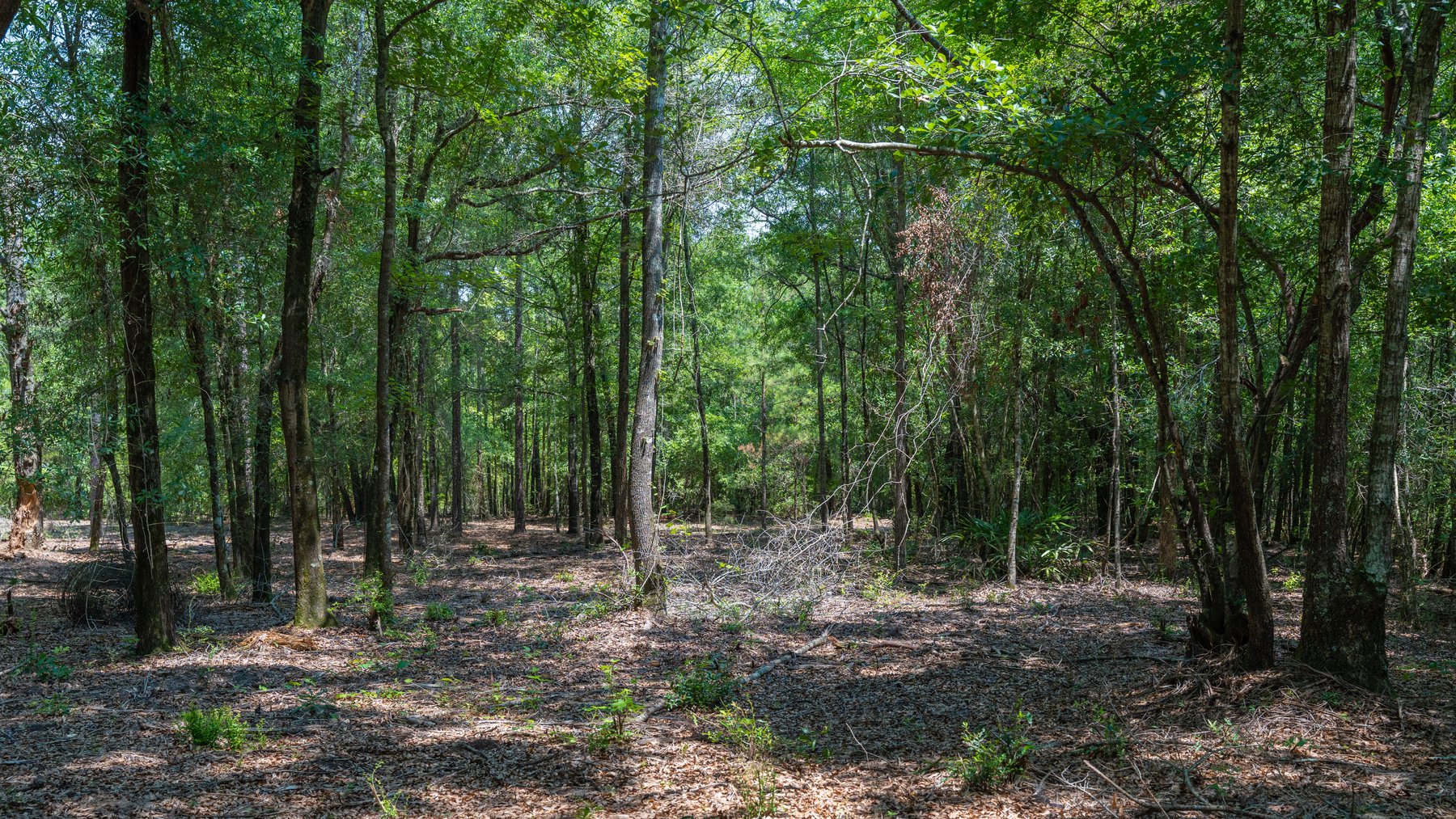 Image for The Minick Place - 204+/- Total Acres - Premium Recreational Tract - Row Crop Farmland - Choctahatchee Creek Frontage