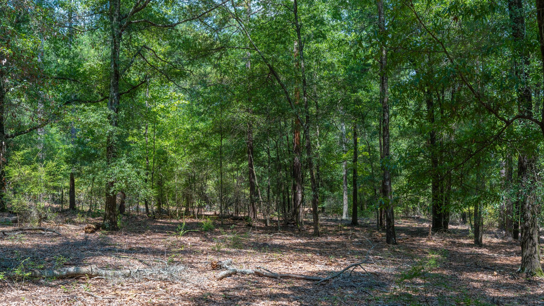 Image for The Minick Place - 204+/- Total Acres - Premium Recreational Tract - Row Crop Farmland - Choctahatchee Creek Frontage