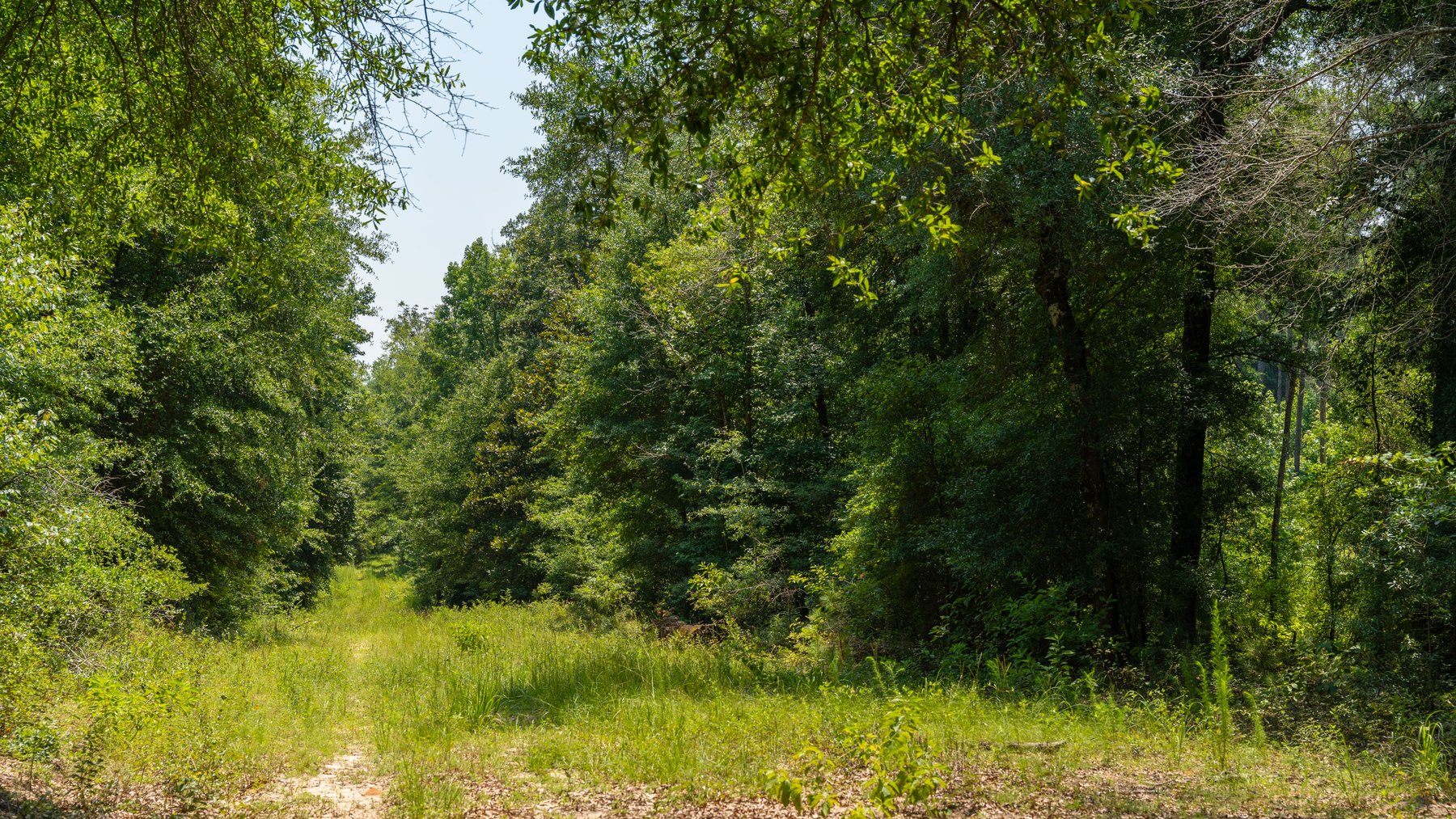 Image for The Minick Place - 204+/- Total Acres - Premium Recreational Tract - Row Crop Farmland - Choctahatchee Creek Frontage