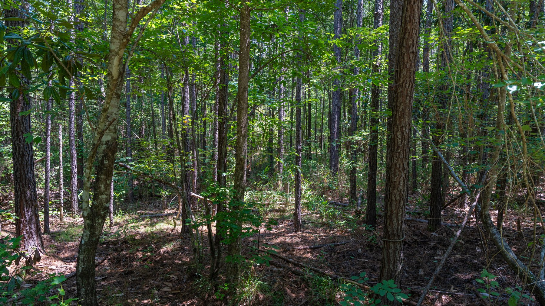 Image for The Minick Place - 204+/- Total Acres - Premium Recreational Tract - Row Crop Farmland - Choctahatchee Creek Frontage