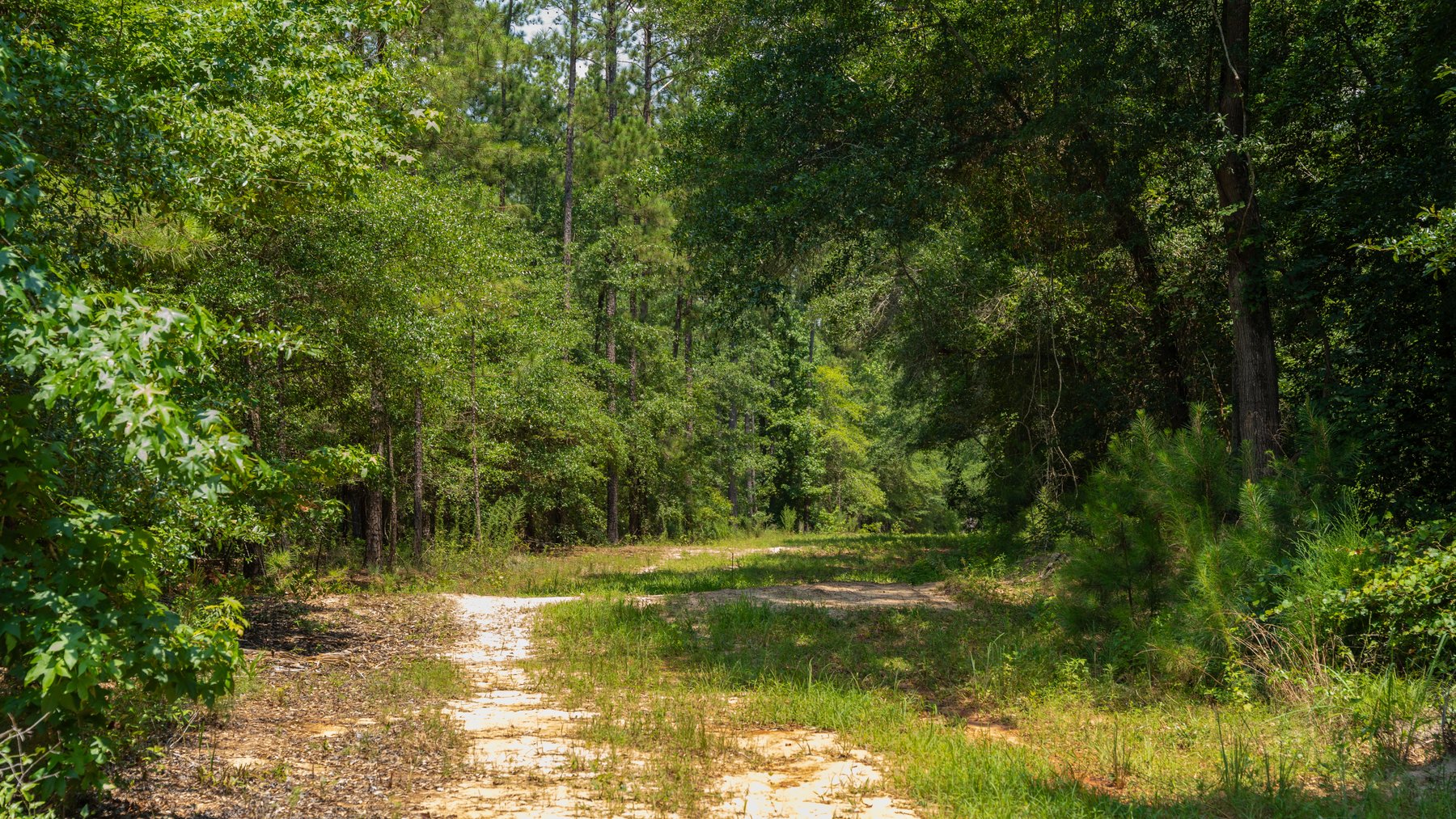 Image for The Minick Place - 204+/- Total Acres - Premium Recreational Tract - Row Crop Farmland - Choctahatchee Creek Frontage