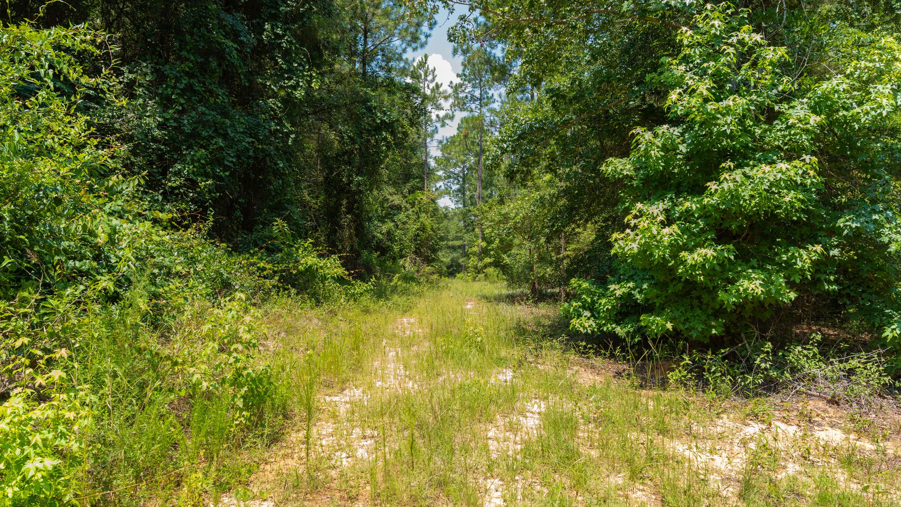 Image for The Minick Place - 204+/- Total Acres - Premium Recreational Tract - Row Crop Farmland - Choctahatchee Creek Frontage