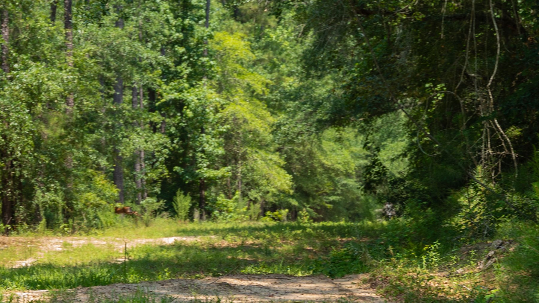 Image for The Minick Place - 204+/- Total Acres - Premium Recreational Tract - Row Crop Farmland - Choctahatchee Creek Frontage