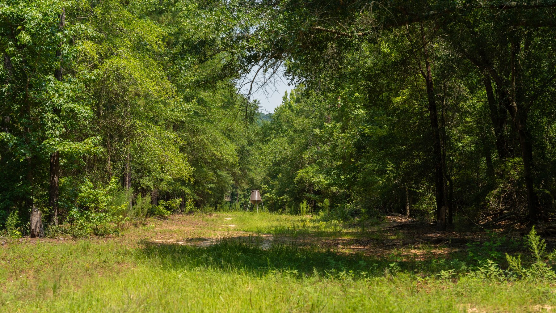 Image for The Minick Place - 204+/- Total Acres - Premium Recreational Tract - Row Crop Farmland - Choctahatchee Creek Frontage