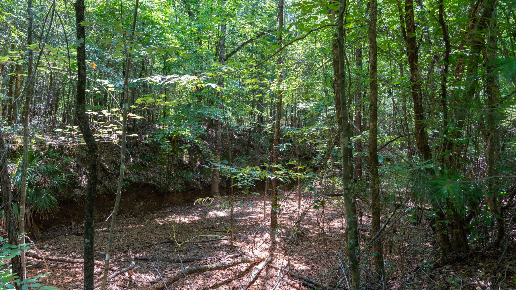 Image for The Minick Place - 204+/- Total Acres - Premium Recreational Tract - Row Crop Farmland - Choctahatchee Creek Frontage