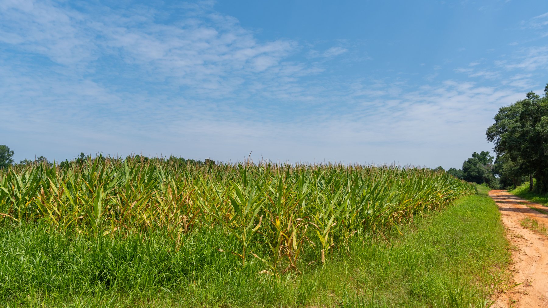 Image for The Minick Place - 204+/- Total Acres - Premium Recreational Tract - Row Crop Farmland - Choctahatchee Creek Frontage
