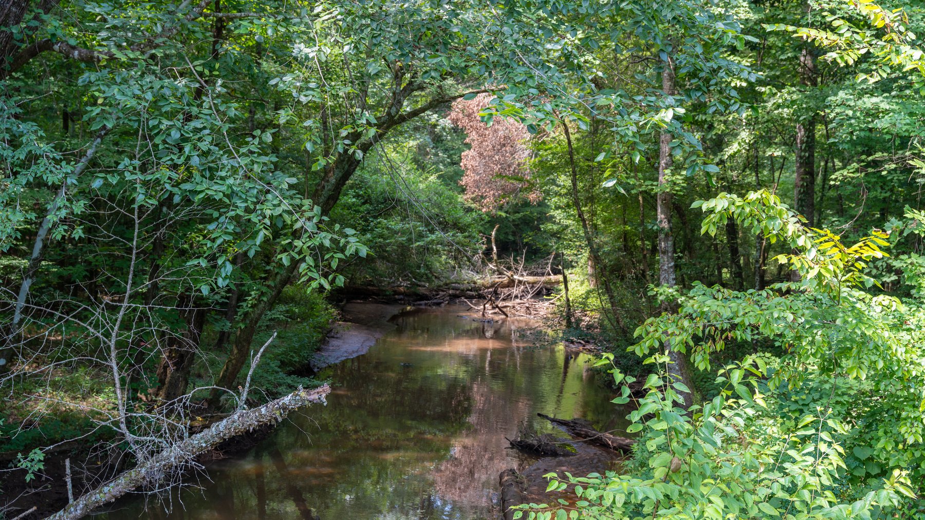 Image for The Minick Place - 204+/- Total Acres - Premium Recreational Tract - Row Crop Farmland - Choctahatchee Creek Frontage