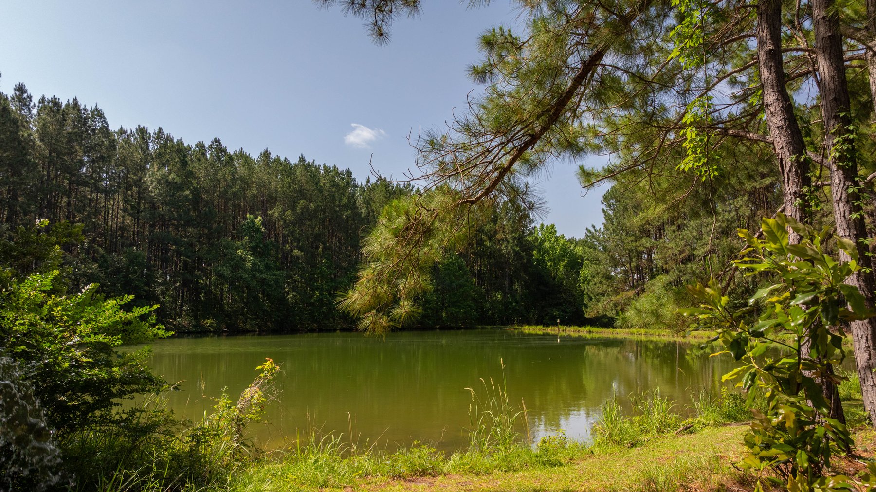 Image for 176+/- Acres - 6,546+/- SF Custom Lodge w/ Stocked Ponds & Food Plots - Mature Timber & Rocky Creek Frontage