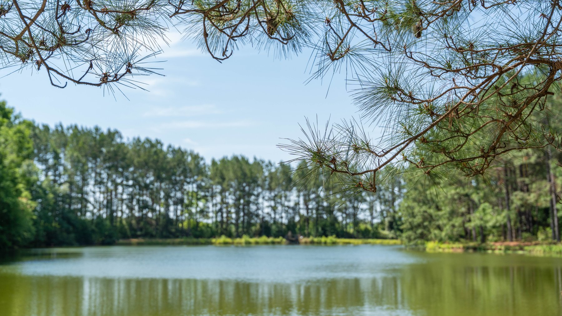 Image for 176+/- Acres - 6,546+/- SF Custom Lodge w/ Stocked Ponds & Food Plots - Mature Timber & Rocky Creek Frontage