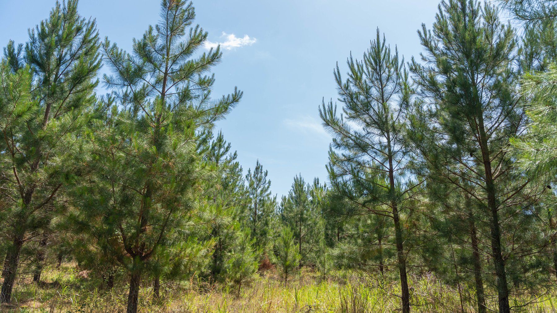 Image for 176+/- Acres - 6,546+/- SF Custom Lodge w/ Stocked Ponds & Food Plots - Mature Timber & Rocky Creek Frontage